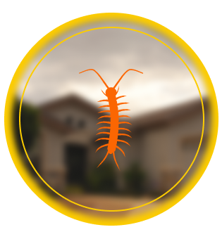 Centipedes & Milipedes