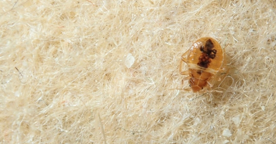bed bug