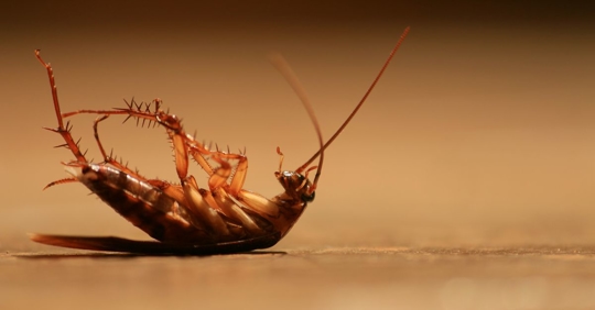 dead cockroach