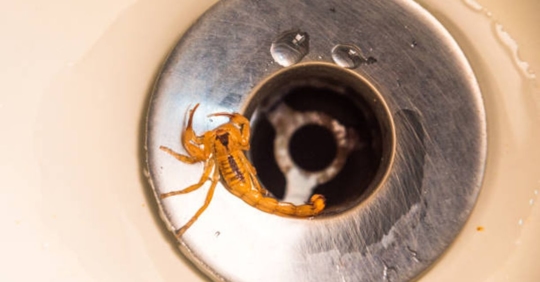 Scorpion in sink